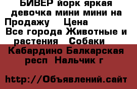 БИВЕР йорк яркая девочка мини мини на Продажу! › Цена ­ 45 000 - Все города Животные и растения » Собаки   . Кабардино-Балкарская респ.,Нальчик г.